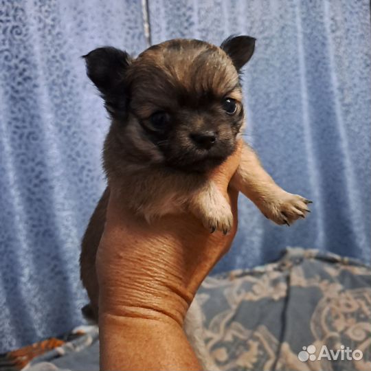 Чихуахуа девочки