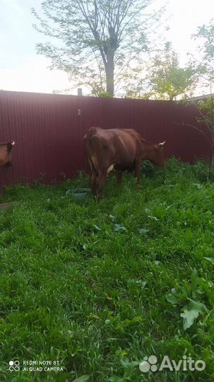 Корова дойная