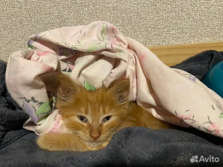 В добрые руки