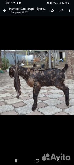 Козлик Камори