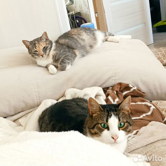 Молодой кот