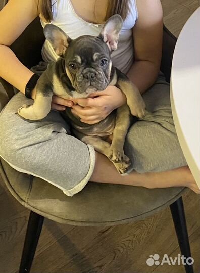 Французский бульдог