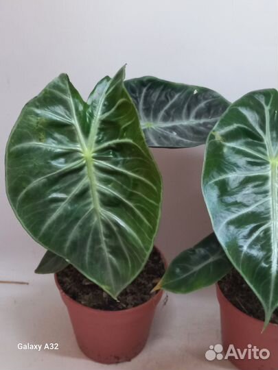 Алоказия пинк дракон