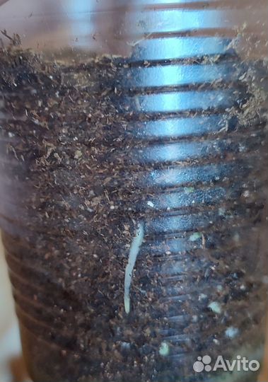 Алоказия Полли