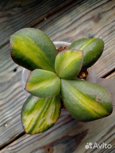 Крассула Блю Берд медиовар (Сrаssulа )