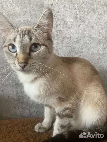 Кошка для вязки