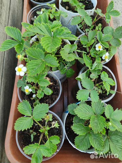 Усы земляники ремонтантной