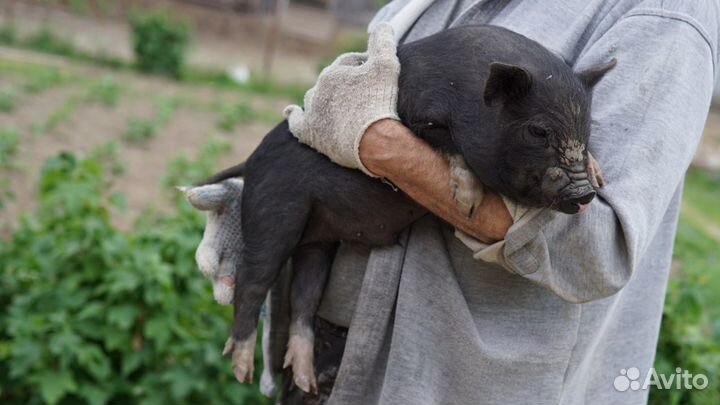 Вьетнамский вислобрюхий хряк