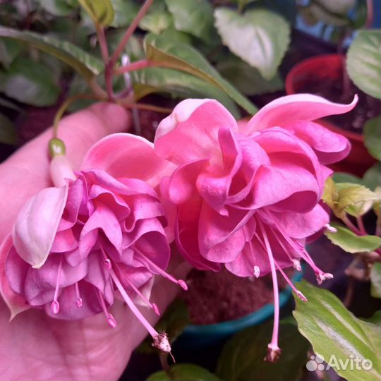 Черенки фуксии, только самовывоз