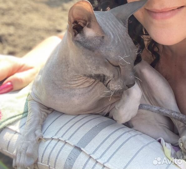 Донской сфинкс вязка