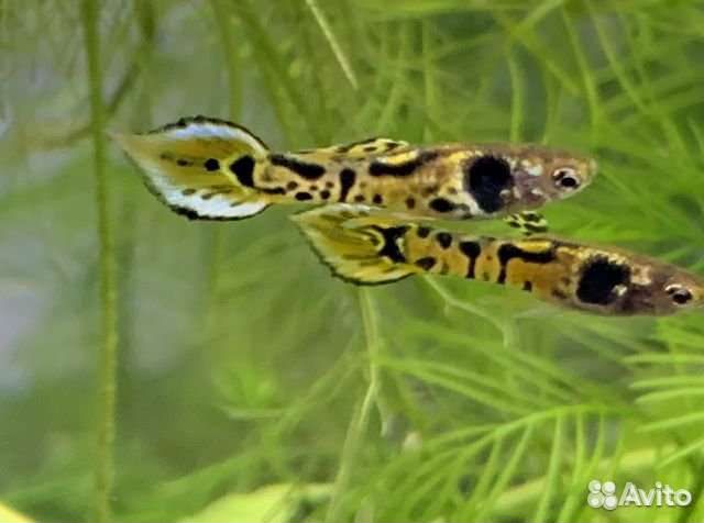 Гуппи эндлера тигр,Пицилии, креветки неокридины