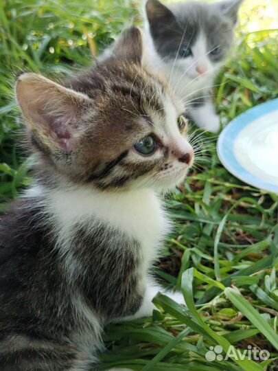 Котенок