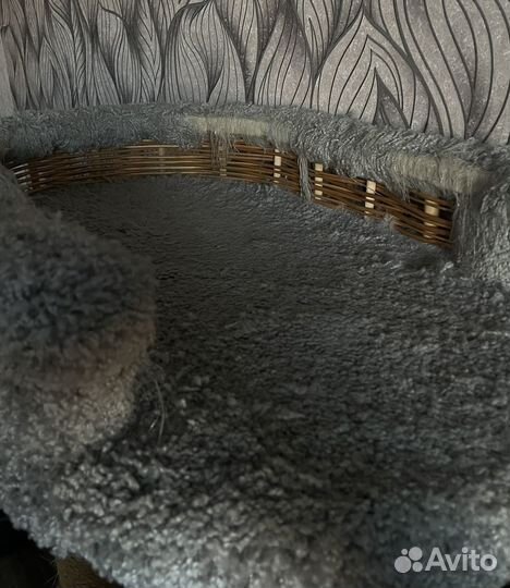 Когтеточка