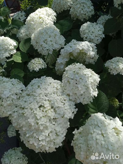 Гортензия розовая и белая, глициния