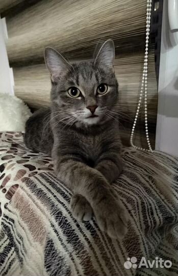 Передержка котов и кошек / Котоняня