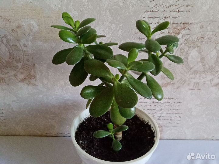 Толстянка, крассула