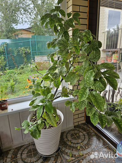 Лимон плодоносящий