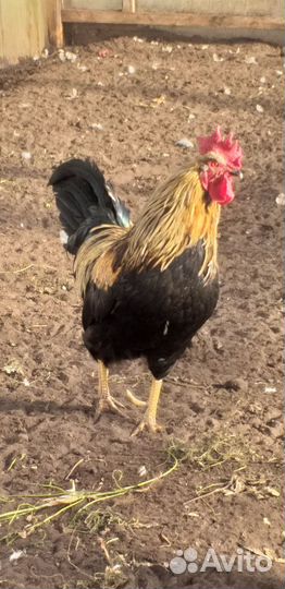 Петух красавец
