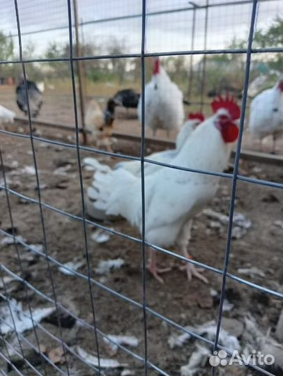 Молодые петухи