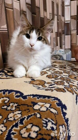 Продаются котята Мейн куна