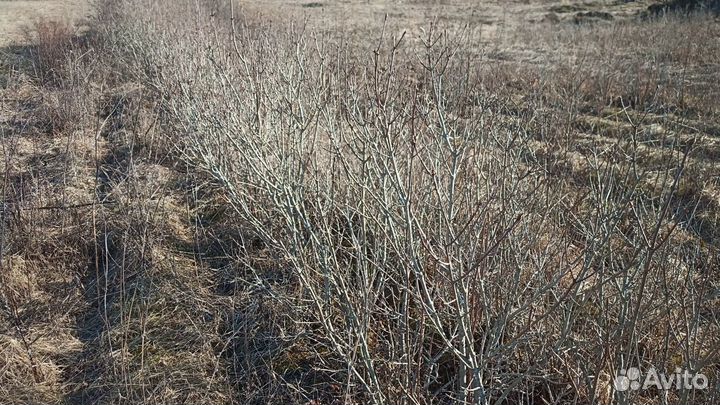 Саженцы сирени акации боярышник для живой изгороди