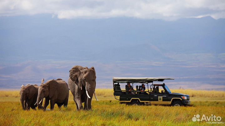 Сафари по Кении. Тропа жирафа/слона/леопарда
