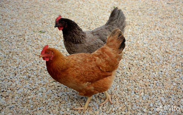 Молодки куры с доставкой
