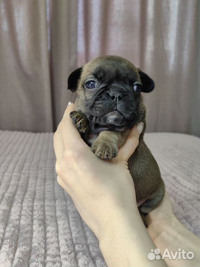 Щенки французского бульдога