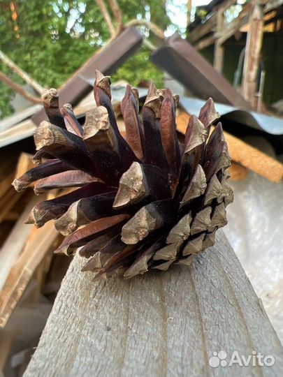 Шишки сосновые