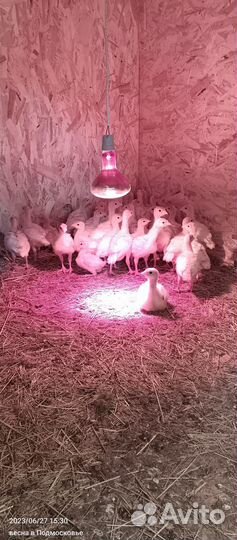 Индюшата биг 6