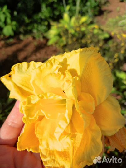 Лилейники, флокс