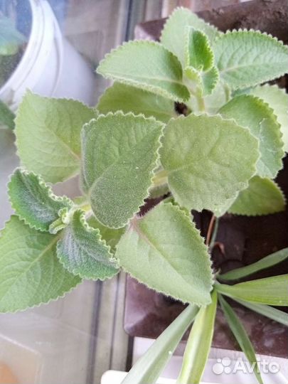 Фикус, дерево комнатное