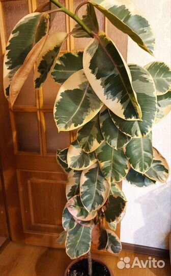 Фикус эластика
