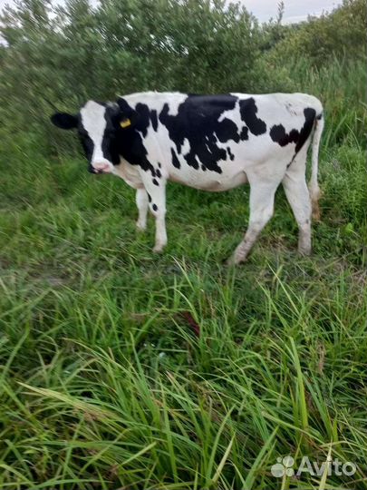 Быки и тёлки