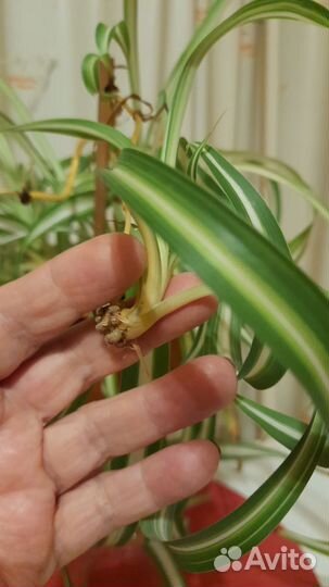 Хлорофитум кудрявый