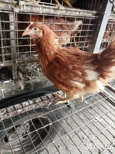 Куры Несушки