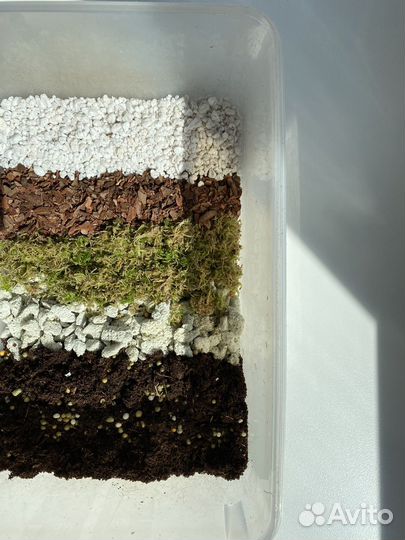 Грунт для калатеи. Грунт для маранты