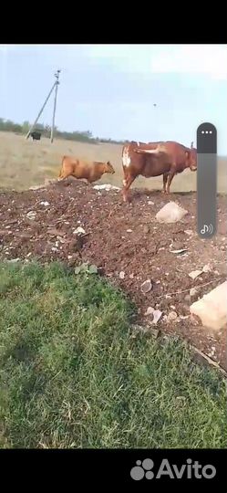 Коров яловые