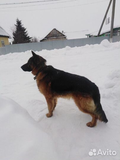 Кобель немецкой овчарки для вязки