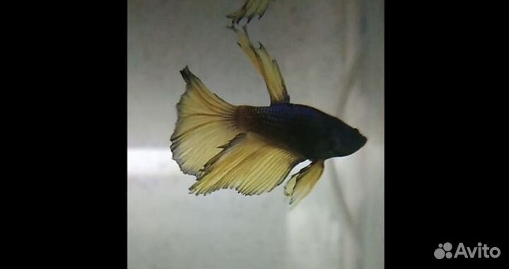 Рыбка петушок самец