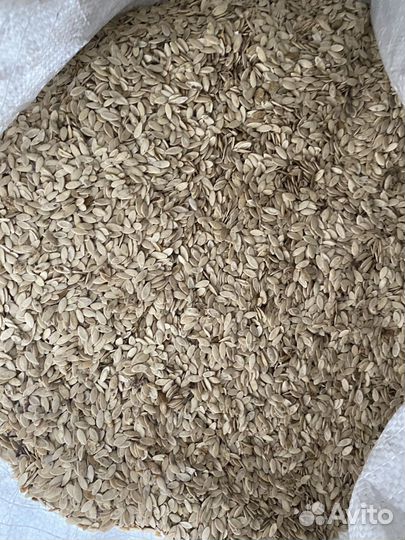 Семена огурцов