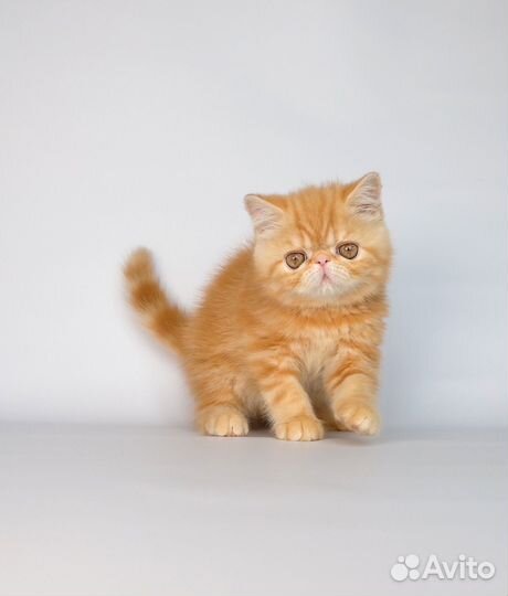 Экзотическая девочка 2 мес