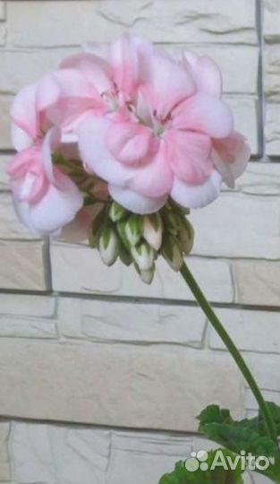 Пеларгония герань