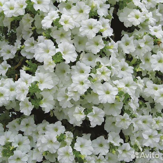 Петуния полуампельная vanilla manilla