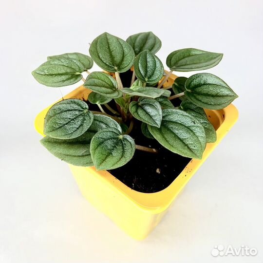 Пеперомия Наполи Найт