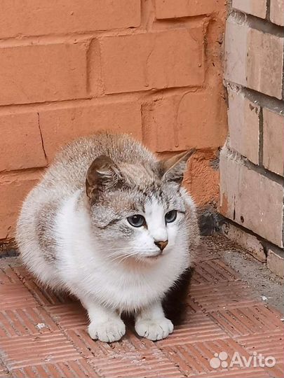 Кошка красавица