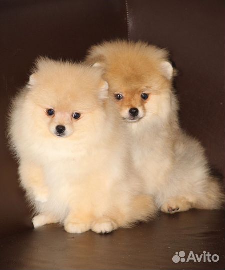 Шпиц мальчик и девочка