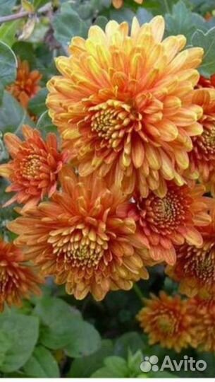 Дубочки, лещина, размарин, канны