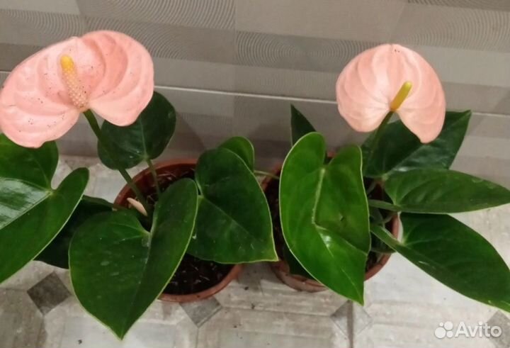 Антуриумы цветущие