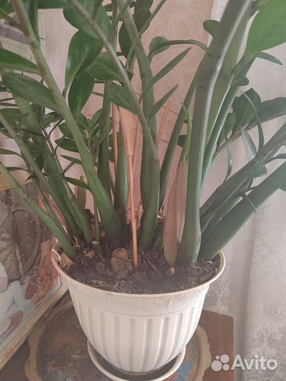 Замиокулькас